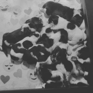 Puppy pile