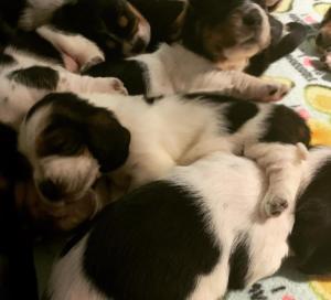 Puppy pile