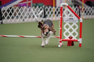 Agility Nationals 2025