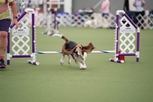 Agility Nationals 2025