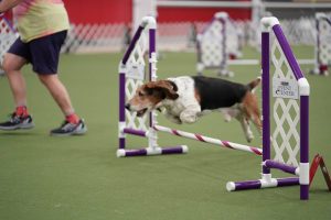 Agility Nationals 2025