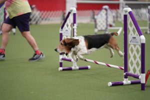 Agility Nationals 2025
