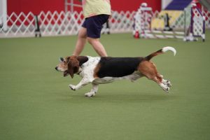 Agility Nationals 2025