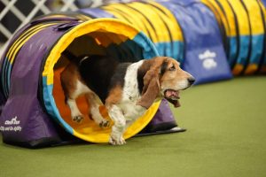 Agility Nationals 2025